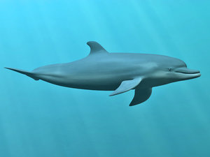 3d dolphin bottlenose