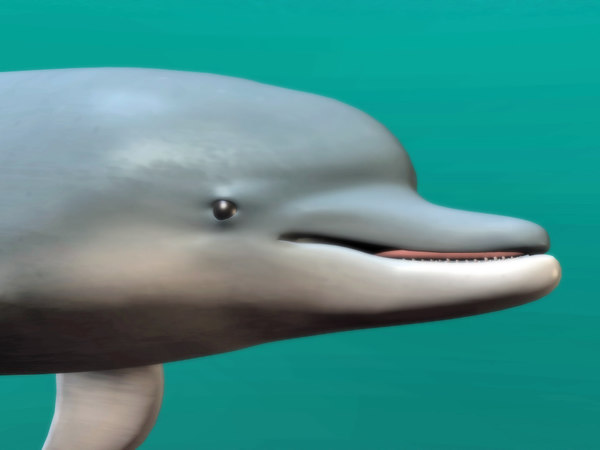 webkinz bottlenose dolphin