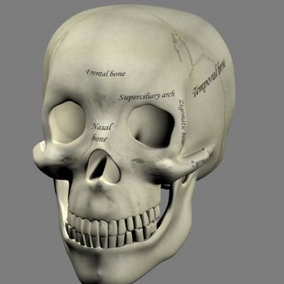 3d human skull model