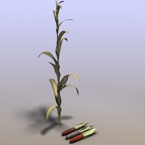 3ds max indian corn
