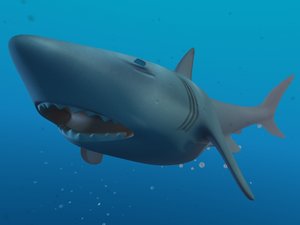 free shark lightwave discovery 3d model