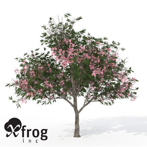 3ds xfrogplants blossoming oleander tree