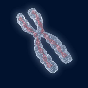 3d model chromosome