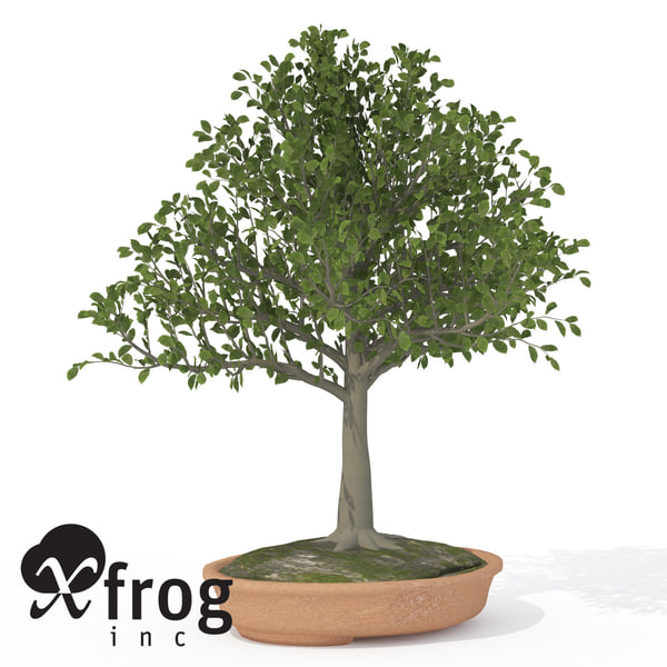 Xfrogplants盆栽ヨーロッパブナ3dモデル Turbosquid