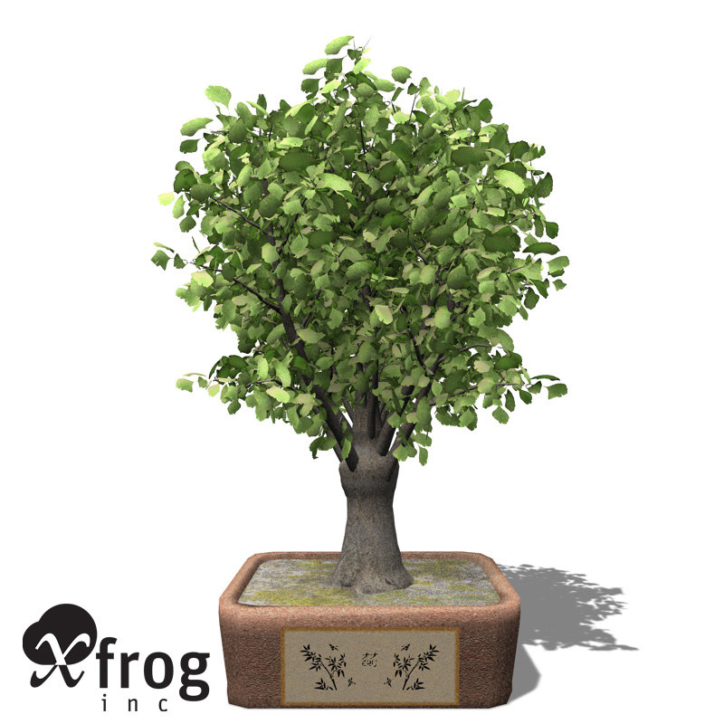 3d xfrogplants bonsai ginkgo model