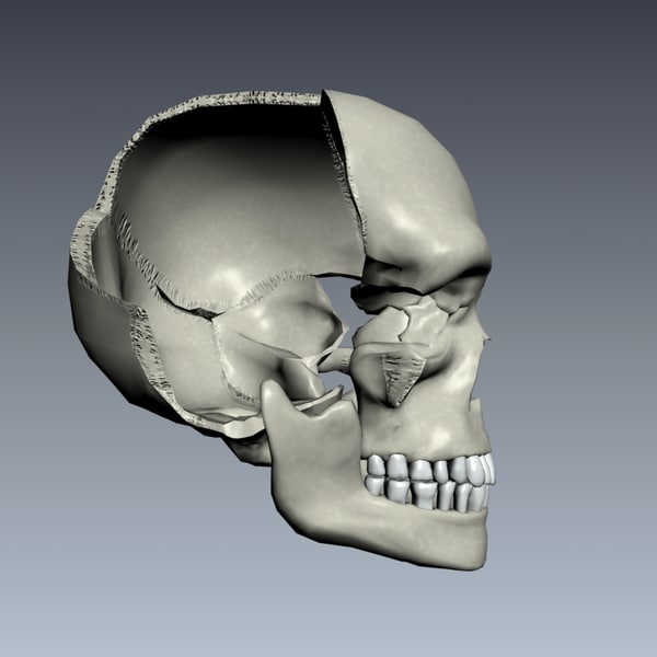 human skull exploding 3d model