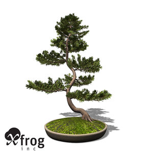 3d model xfrogplants bonsai scotch pine