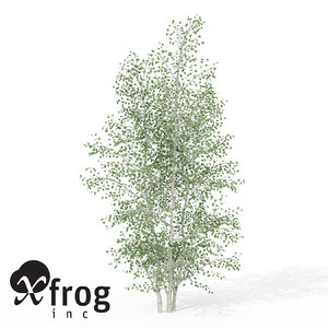 3d xfrogplants grey birch tree model