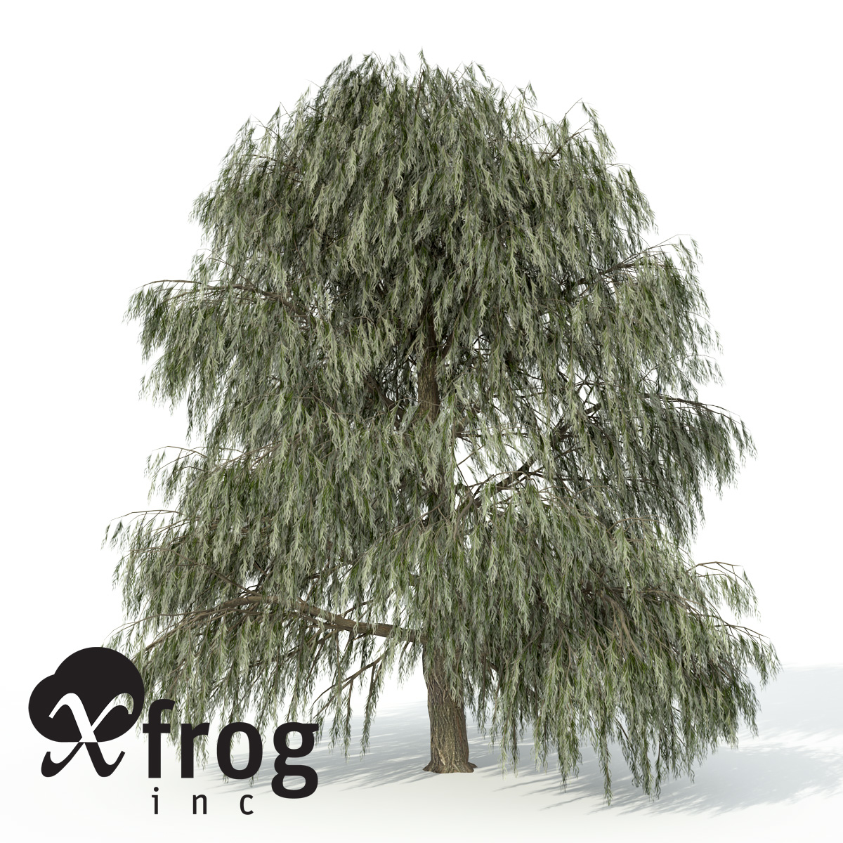 Xfrogplants Weeping Willow Xfrogplants Weeping Willow