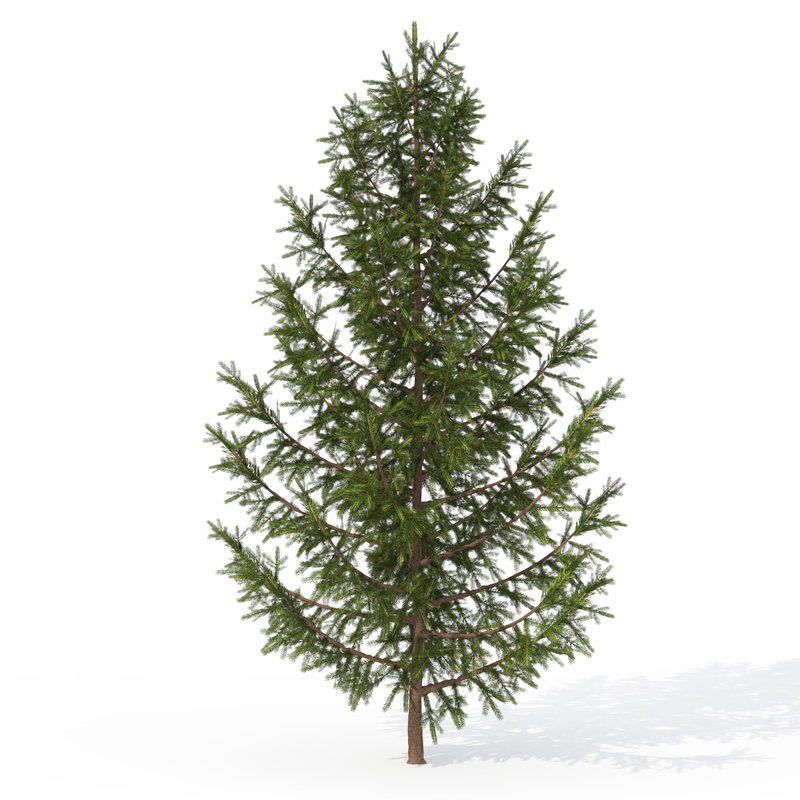 3d xfrogplants norway spruce tree