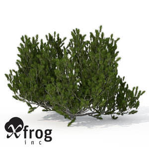 xfrogplants mugo pine shrub 3d model