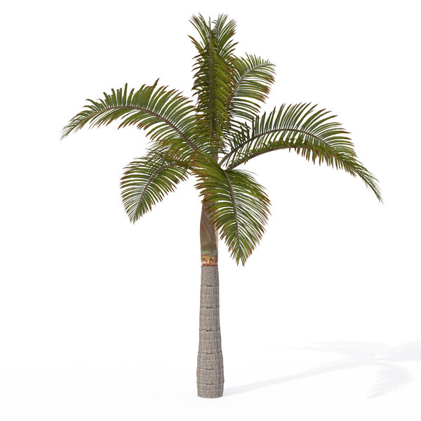 xfrogplants king palm plant max