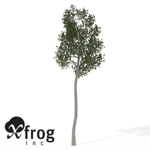 xfrogplants lodgepole pine tree 3d model