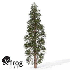 3d model xfrogplants ponderosa pine tree