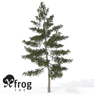 xfrogplants eastern white pine 3d model