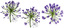xfrogplants bell agapanthus plant flowers 3d 3ds