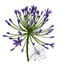 xfrogplants bell agapanthus plant flowers 3d 3ds