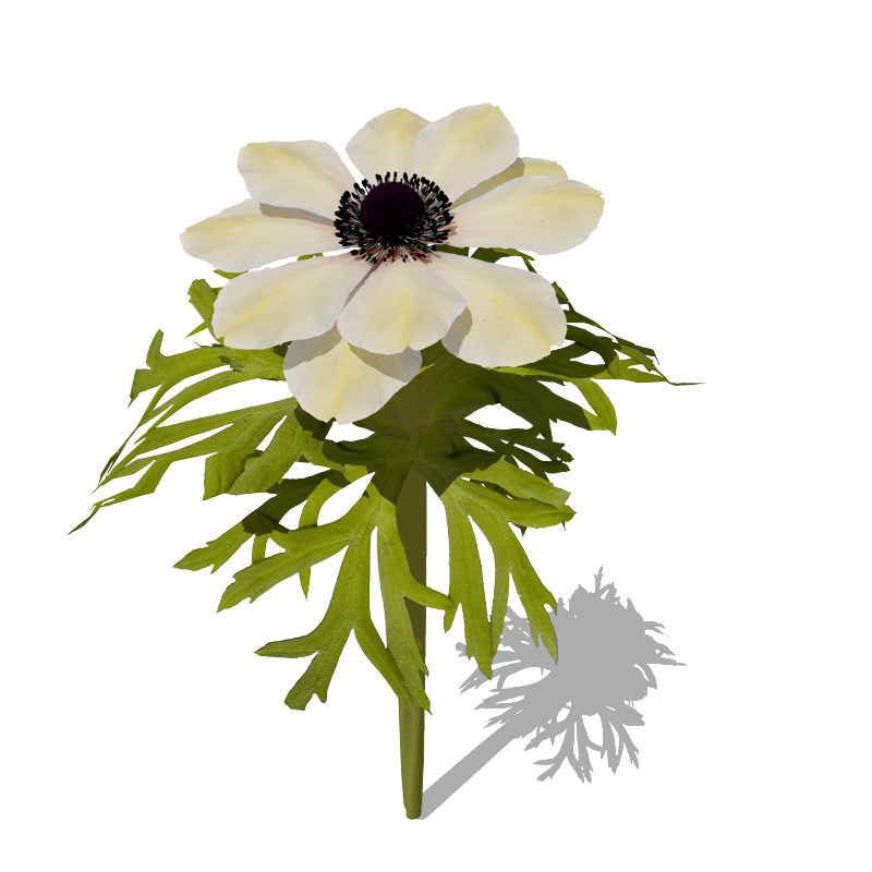 3ds max xfrogplants poppy anemone plant