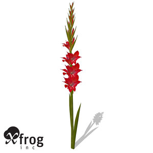 3d xfrogplants gladiolus plant