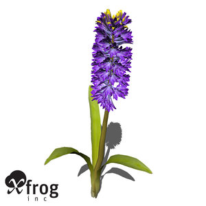 xfrogplants hyacinth plant flowers 3ds