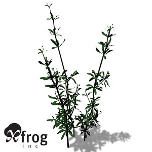 3dsmax xfrogplants cleavers herb plants