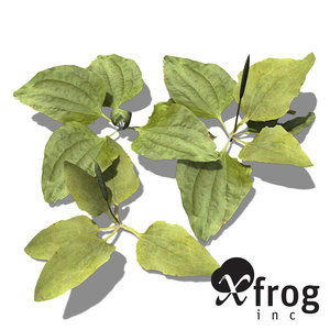 xfrogplants common plantain plant 3d model