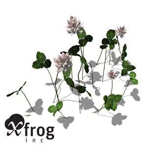 3d model xfrogplants white clover plant