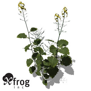 3d model xfrogplants brassica napus plant