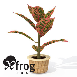croton petra plant 3d model