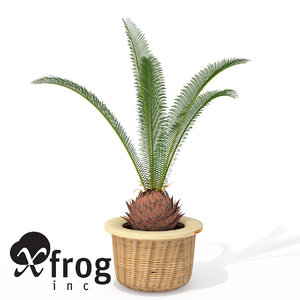xfrogplants sago palm plant max