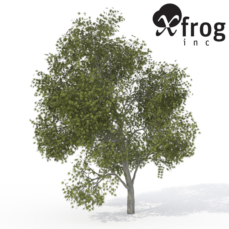 3d xfrogplants japanese maple tree