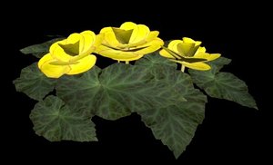 obj flower begonia yellow