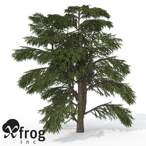 lebanon cedar tree 3d model