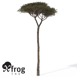italian stone pine tree 3d model