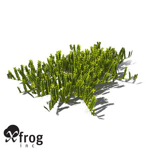 3d xfrogplants grape caulerpa alga