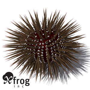 3d model xfrogplants mathaeus sea urchin
