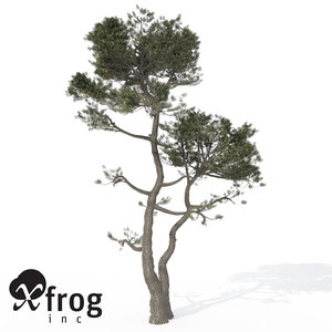 3d model xfrogplants monterey cypress tree
