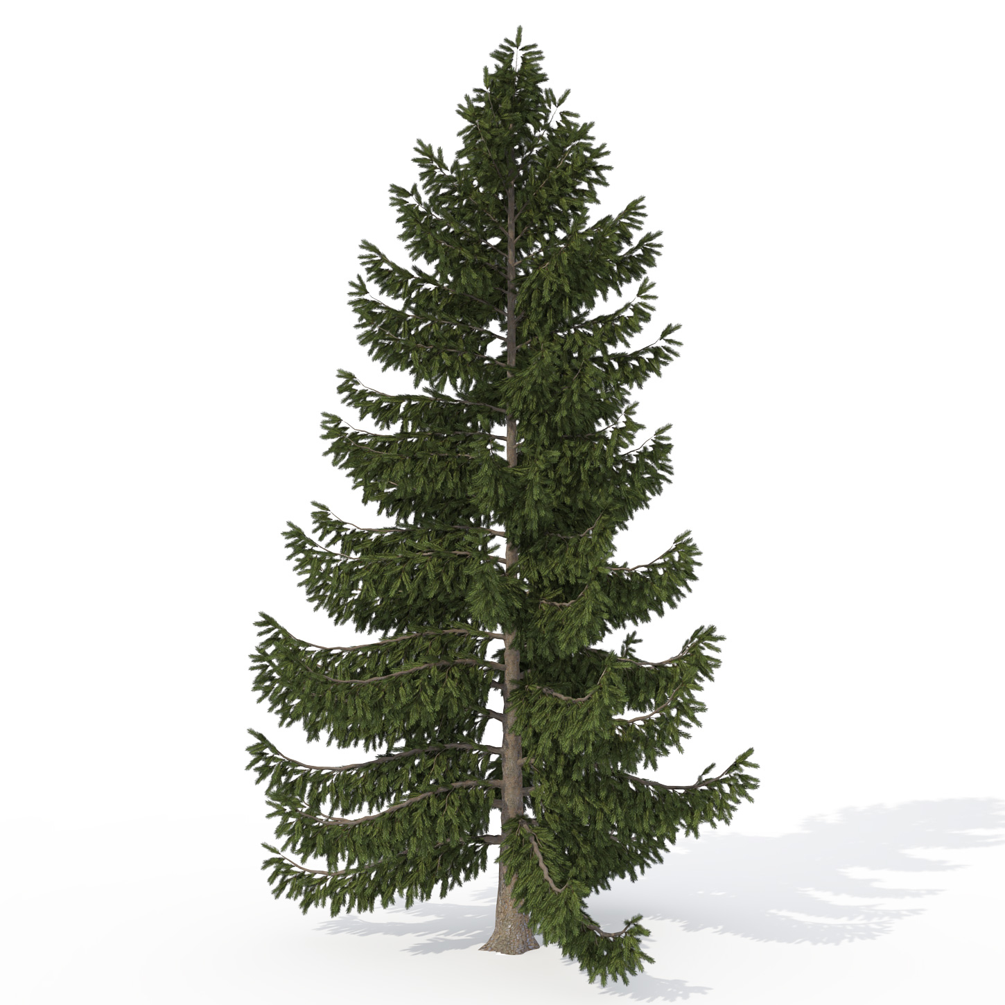 xfrogplants engelmann spruce tree 3ds