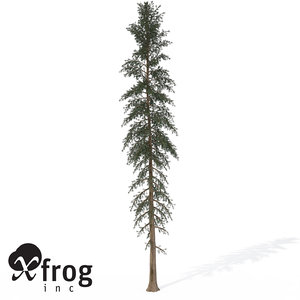 3d xfrogplants white spruce tree