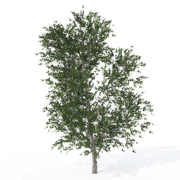 coast live oak tree 3d model