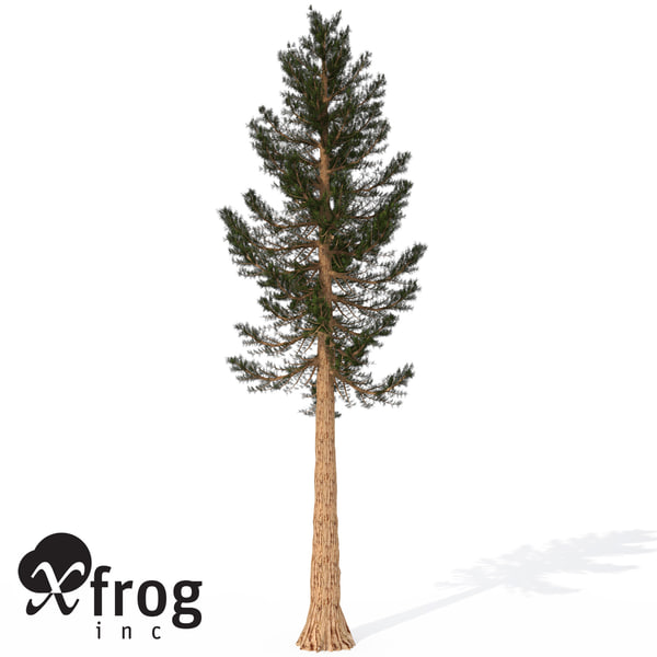 giant sequoia tree planted 3d model