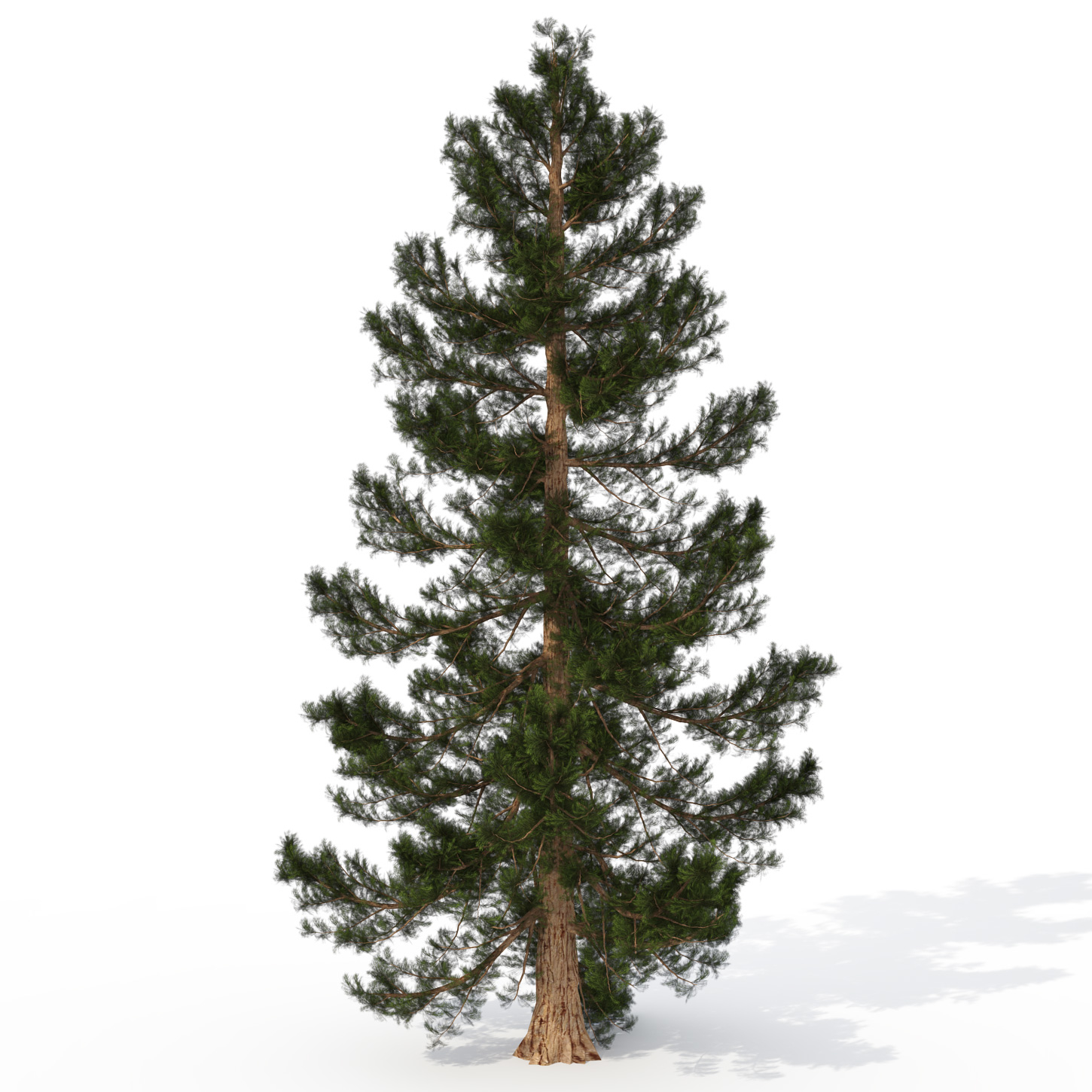 giant sequoia tree planted 3d model