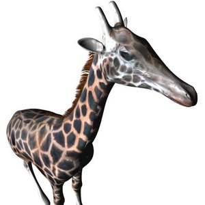 3d giraffe