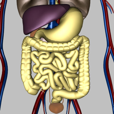 human lungs intestine 3d model