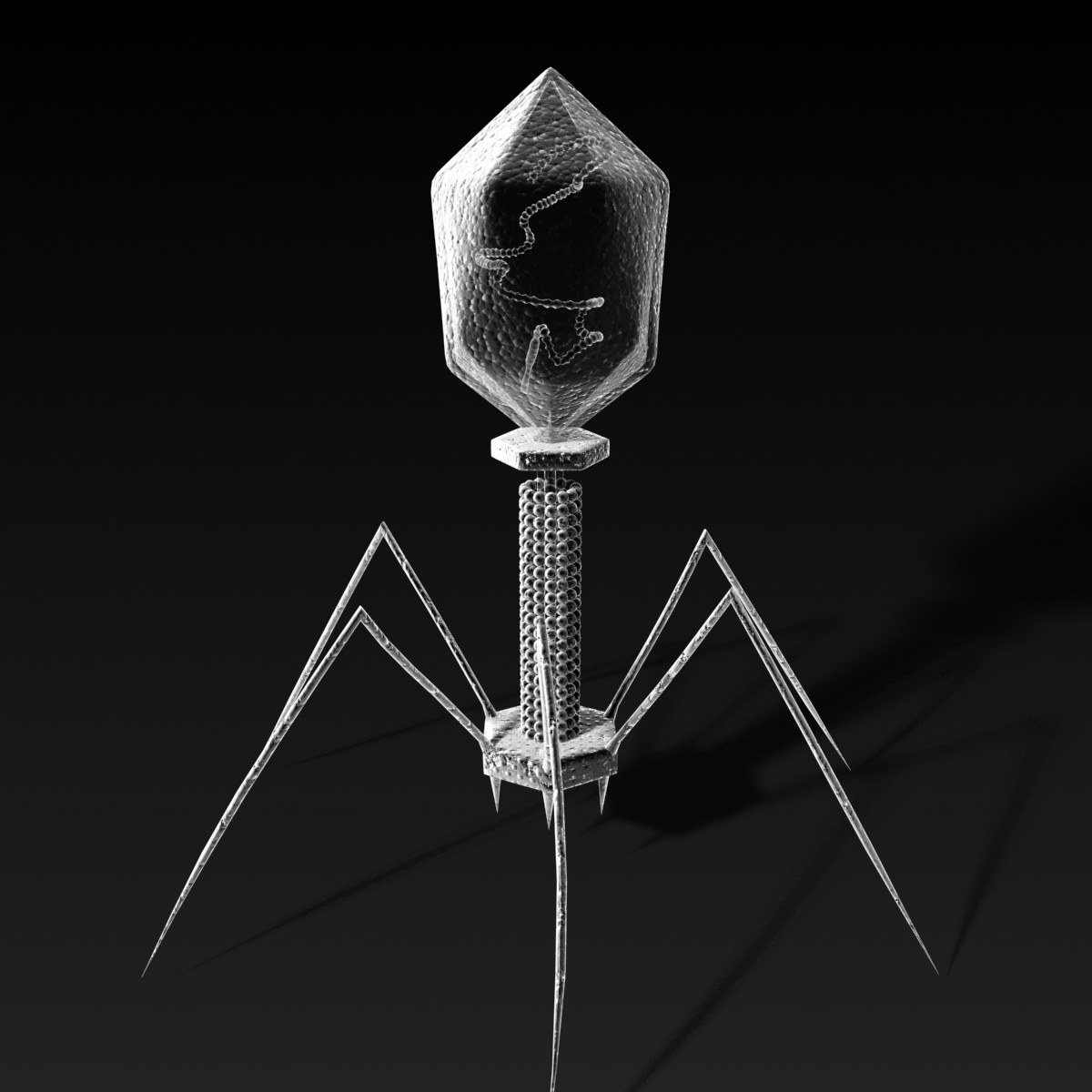 3D 3D Studio bacteriophage virus phage