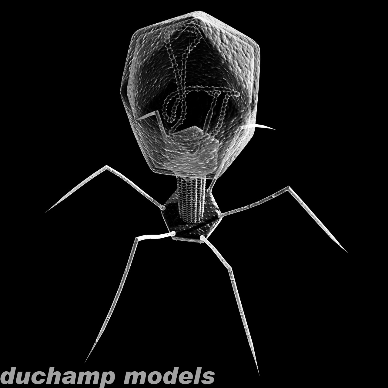 噬菌体病毒3d模型