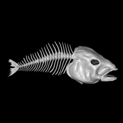 fish bone 3d model