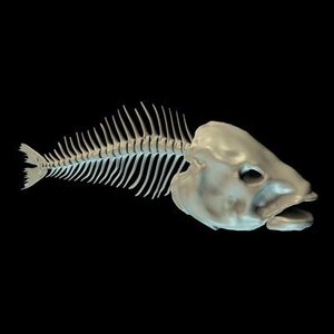 fish bone 3d model
