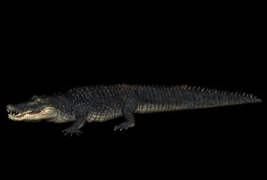 alligator crocodile 3d model