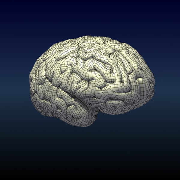 brain cerebrum 3d model